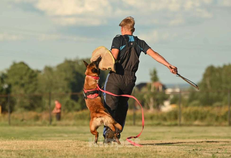 Собаки в Москве: Щенки Малинуа Разнополые, Бесплатно - фото 7