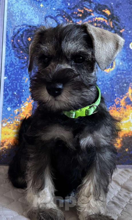 Собаки в Таганроге: Пенни Девочка, 45 000 руб. - фото 1