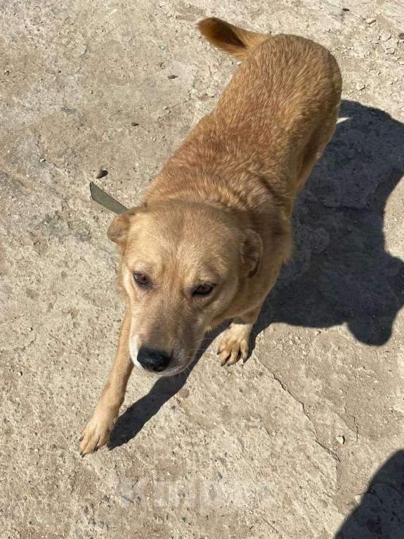 Собаки в Владимире: Девочка в добрые руки Девочка, Бесплатно - фото 2