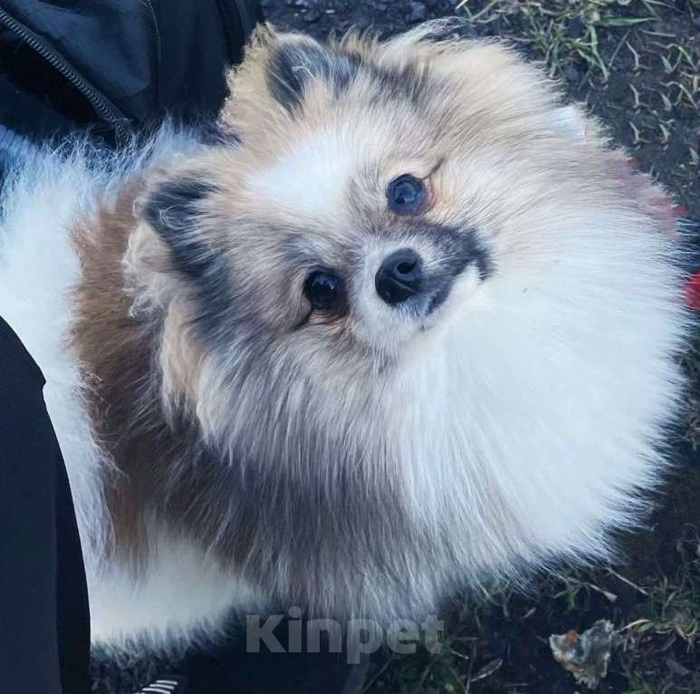 Собаки в Москве: Продаются щенки мини шпицев  Девочка, Бесплатно - фото 4