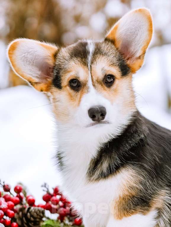 Собаки в Новосибирске: Вельш Корги Пемброк Динь-Динь Девочка, 65 000 руб. - фото 1