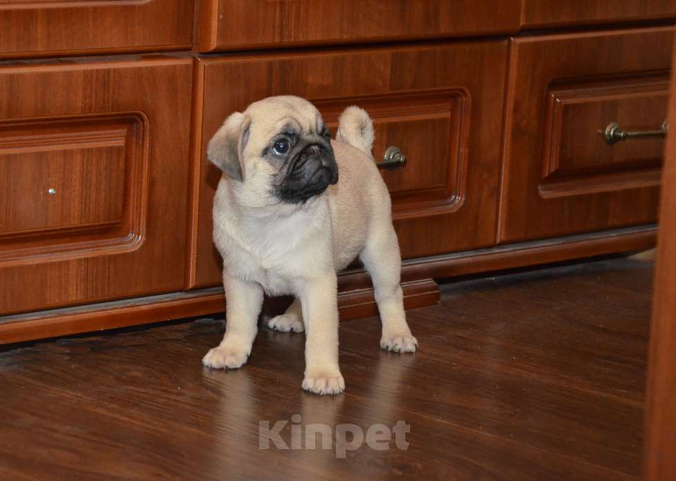 Собаки в Твери: Малышка мопса Девочка, 40 000 руб. - фото 2