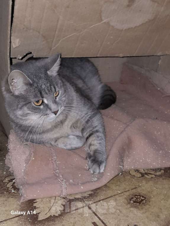 Кошки в Москве: Нежная АСЯ Девочка, Бесплатно - фото 1