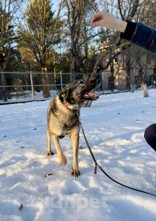 Собаки в других городах Московской области: Собака Босси ищет дом Девочка, Бесплатно - фото 4