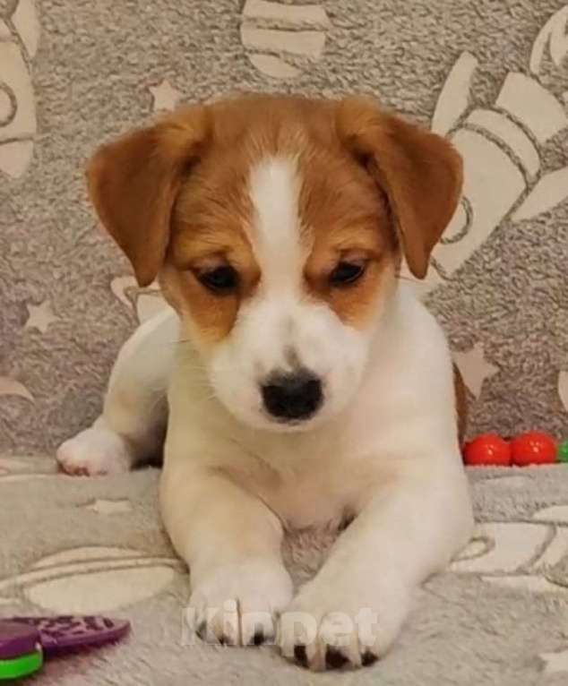 Собаки в Екатеринбурге: Джек-рассел-терьер, Импульс Мальчик, 50 000 руб. - фото 3