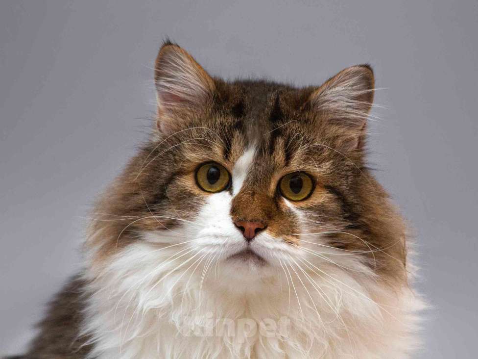 Кошки в Москве: Нежный ласковый котик Симон в добрые руки Мальчик, Бесплатно - фото 1