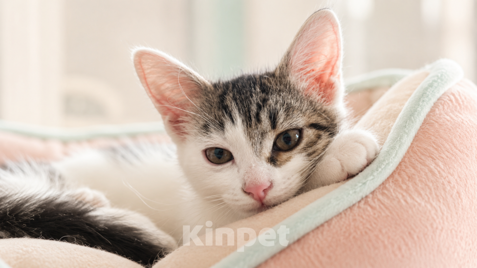Кошки в Звенигороде: Котенок Окси Мальчик, Бесплатно - фото 2