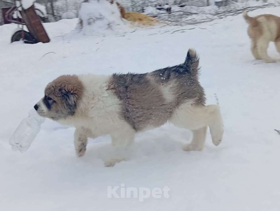 Собаки в Печоре: Девочка САО Девочка, 40 000 руб. - фото 4