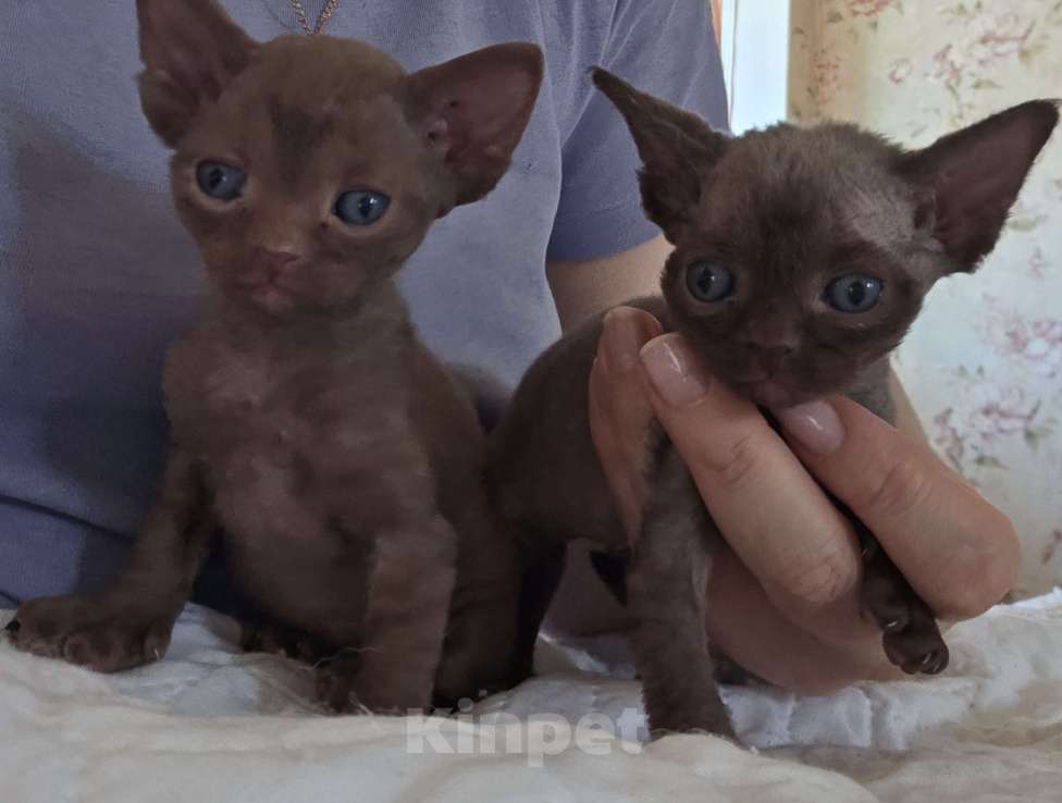 Кошки в Москве: Котята девон рекс Лиловые, циннамон, шоколадный мрамор Девочка, 85 000 руб. - фото 6