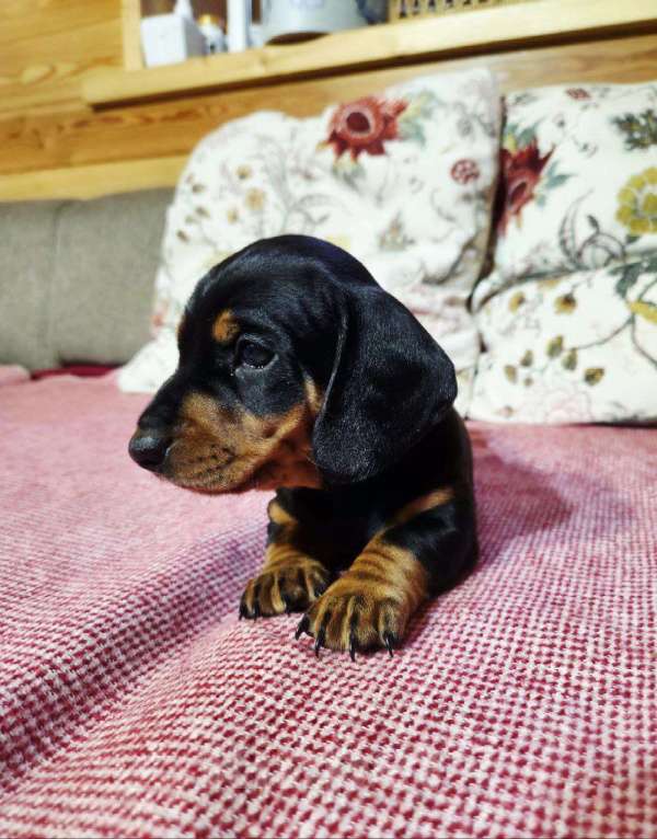 Собаки в других городах Московской области: Породистый щенок таксы Девочка, 50 000 руб. - фото 2