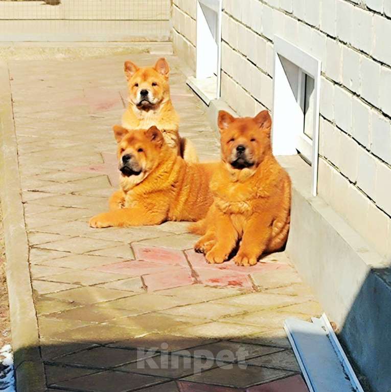 Собаки в Краснодаре: Красные красавцы смуфы Мальчик, 50 000 руб. - фото 2