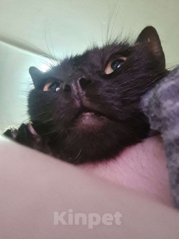 Кошки в других городах Калужской области: Чёрная ласковая Маковка Девочка, Бесплатно - фото 3