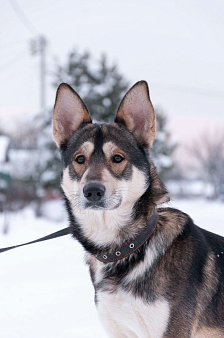 Внимание: найден источник бесконечной энергии! Зовут Джои. Нужен добрый и терпеливый диспетчер!