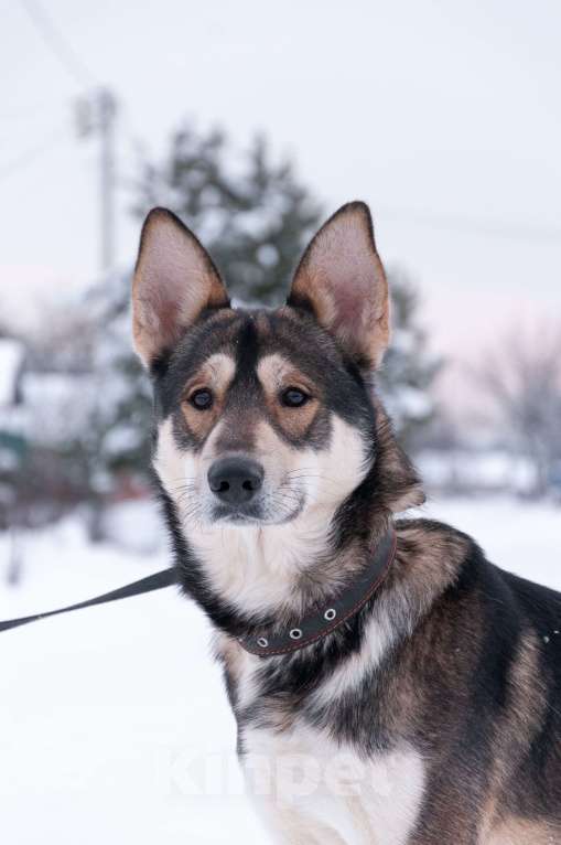 Собаки в Ногинске: Внимание: найден источник бесконечной энергии! Зовут Джои. Нужен добрый и терпеливый диспетчер! Мальчик, Бесплатно - фото 1