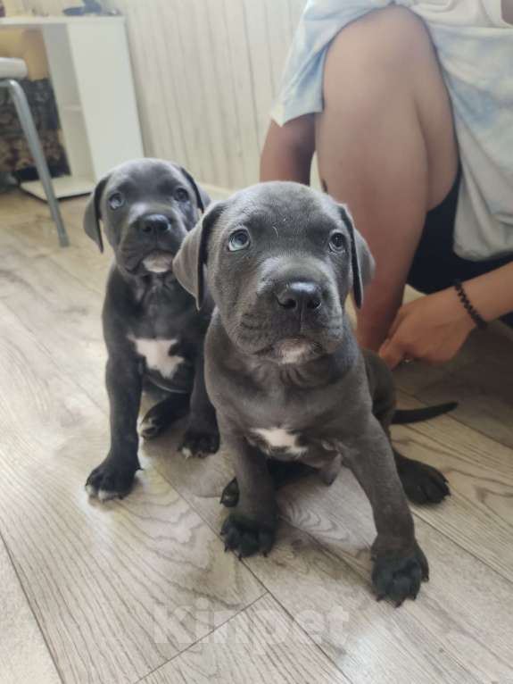 Собаки в Изобильном: Щеночки Кане Корсо  Мальчик, 15 000 руб. - фото 7