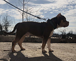 Собаки в Санкт-Петербурге: Щенок Американский Булли  Мальчик, 45 000 руб. - фото 2