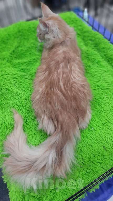 Кошки в Москве: Мальчик мейн-куна Мальчик, 50 000 руб. - фото 8
