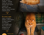 Кошки в Москве: Котик в добрые руки Девочка, Бесплатно - фото 2