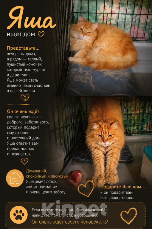 Кошки в Москве: Котик в добрые руки Девочка, Бесплатно - фото 2