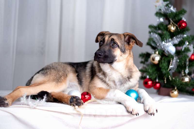 Собаки в Москве: Посмотрите в эти глаза! Щенок Вега хочет домой! Девочка, Бесплатно - фото 2