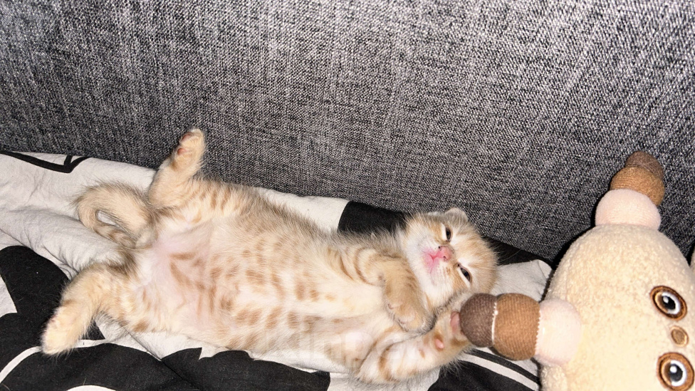 Кошки в Курске: Котенок Девочка, Бесплатно - фото 2