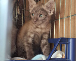 Кошки в Москве: Котёнок с "человеческим лицом" в добрые руки  Мальчик, Бесплатно - фото 3