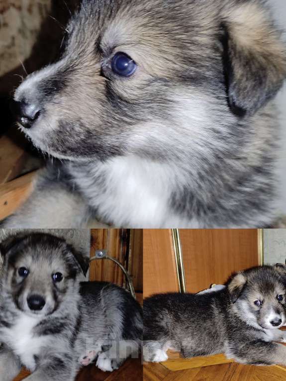 Собаки в Сургуте: Щенки ищут своих хозяев Мальчик, Бесплатно - фото 1