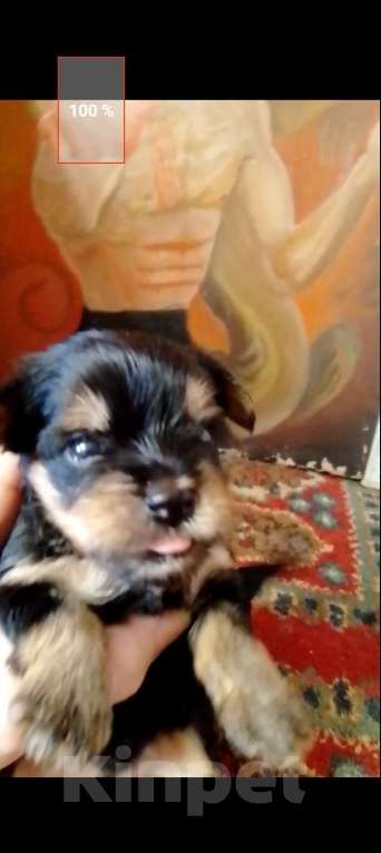 Собаки в Электрогорске: Йокшерский терьер  Девочка, 600 000 руб. - фото 3