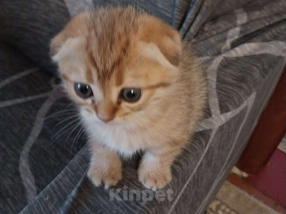 Кошки в Липецке: Продаются шотландские вислаухие котята. Мальчик, 15 000 руб. - фото 2