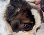 Собаки в Истре: элитные сенбернары с метриками в добрые руки Мальчик, Бесплатно - фото 3
