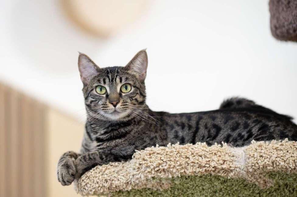 Кошки в Москве: кошечка Ариша в добрые руки Девочка, Бесплатно - фото 2