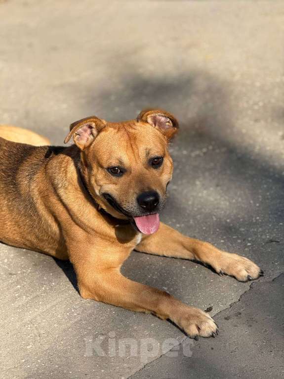 Собаки в Москве: Сэм амстаф Мальчик, Бесплатно - фото 8