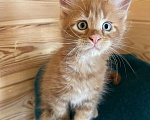 Кошки в Ярославле: Шикарный котенок Мейн -Кун Мальчик, 35 000 руб. - фото 1