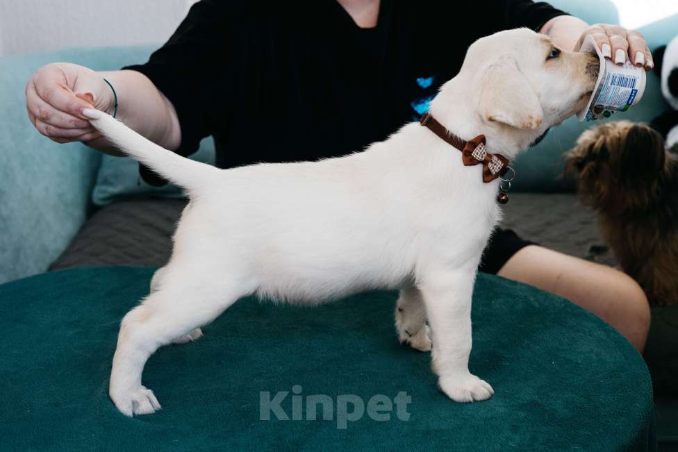 Собаки в Москве: Лабрадор-ретривер, щенок Девочка, Бесплатно - фото 5