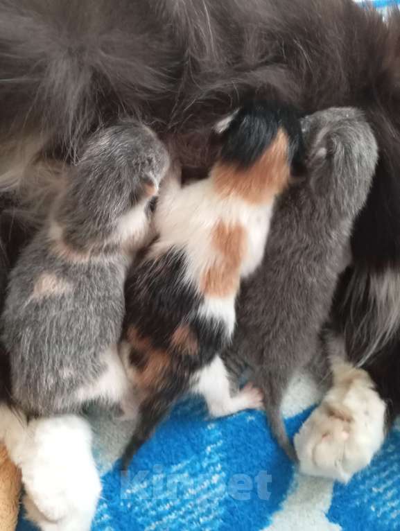 Кошки в других городах Краснодарского края: Отдам котят в добрые руки Девочка, Бесплатно - фото 1