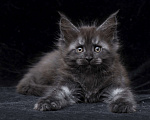 Кошки в Видном: Кот мейн-кун черный дым Мальчик, 95 000 руб. - фото 5