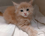 Кошки в Химках: Мейн-кун Мальчик, Бесплатно - фото 1