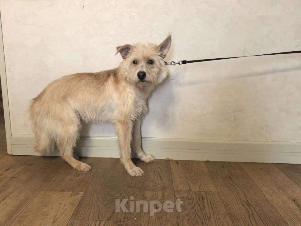 Собаки в Москве: Солнечный пес Мальчик, Бесплатно - фото 5