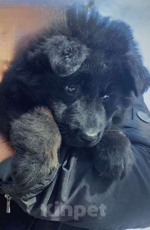 Собаки в Москве: Элитные щенки немецкой овчарки длиношерстные Мальчик, 55 000 руб. - фото 9