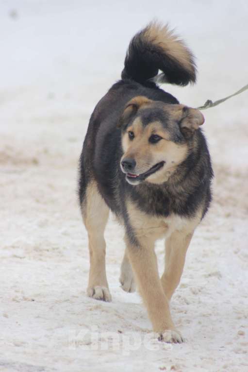 Собаки в Брянске: Мухтар Мальчик, Бесплатно - фото 1