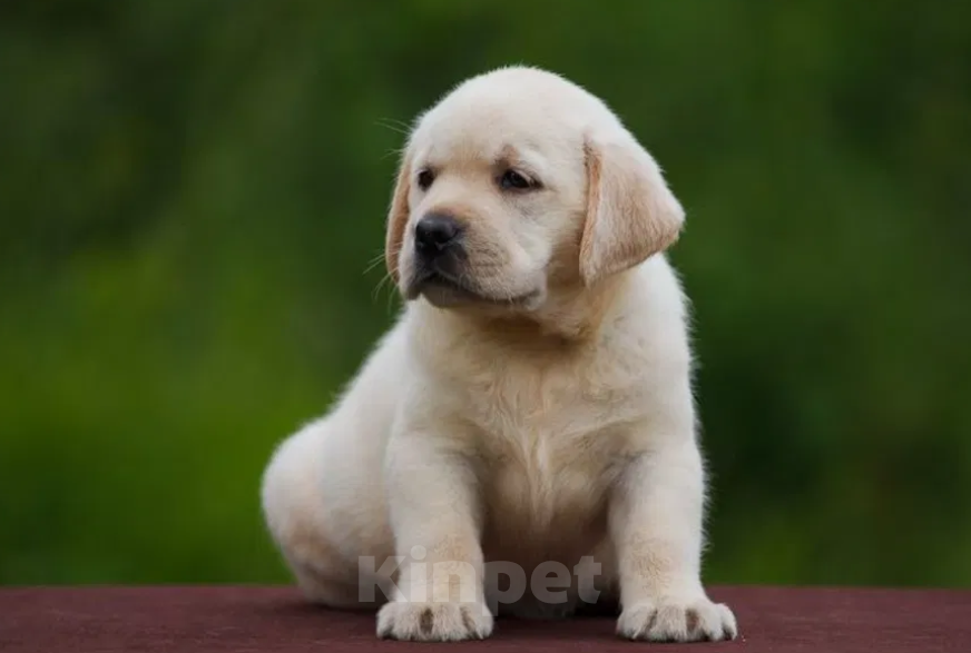 Собаки в Ростове-на-Дону: Палевые щенки Лабрадора Мальчик, 17 000 руб. - фото 3