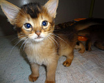 Кошки в Ливны: Очаровательные котята Сомали, 25 000 руб. - фото 6