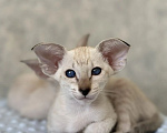 Кошки в Рязани: Ориентальные котята Девочка, 90 000 руб. - фото 3