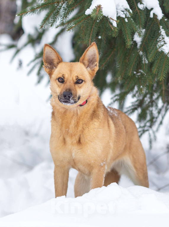 Собаки в Москве: Рыжая Фокси ищет дом Девочка, Бесплатно - фото 5