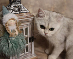 Кошки в Москве: Шотландский прямоухий короткошёрстный котёнок Девочка, 16 000 руб. - фото 9