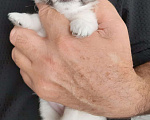 Собаки в Уссурийске: Чихуахуа девочка  Девочка, 50 000 руб. - фото 1