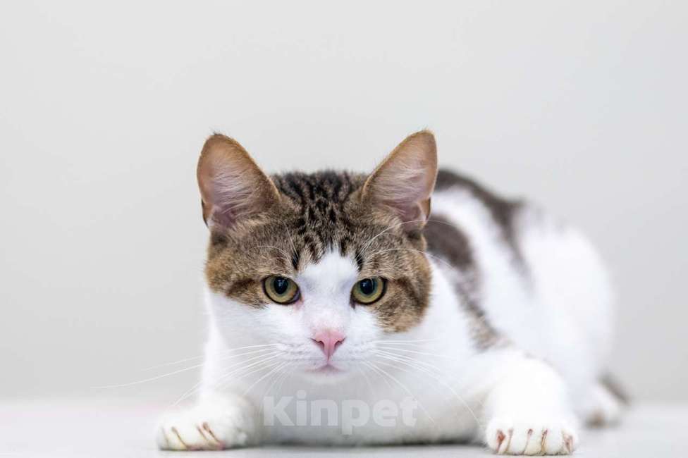 Кошки в Москве: Рогалик Мальчик, Бесплатно - фото 4