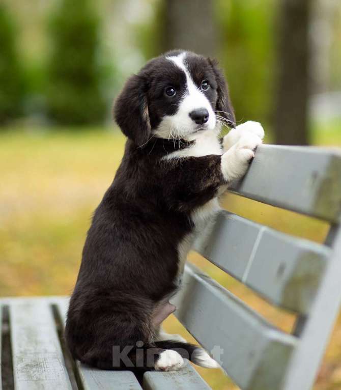 Собаки в Санкт-Петербурге: Великолепный щенок вельш-корги кардиган Мальчик, 45 000 руб. - фото 7