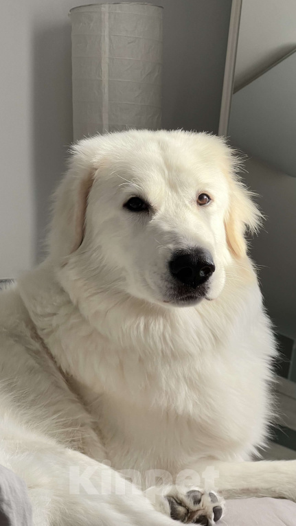 Собаки в Москве: В добрые и надежные руки итальянская овчарка  Девочка, Бесплатно - фото 2