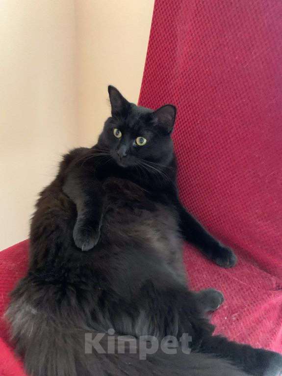 Кошки в Москве: Бросили в мороз на даче ласковую кошку  Девочка, Бесплатно - фото 7